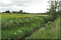 SP5248 : Buttercups by the Cherwell by Philip Jeffrey