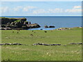 NG3504 : Red Deer at Kilmory, Rum by M J Richardson