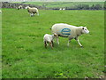 NZ8103 : Sheep  and  Lamb  marked  with  a  letter  ? by Martin Dawes