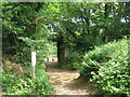 TQ0143 : National Cycle Network route 22 near Bramley by Malc McDonald