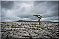 SD7075 : Twisleton Scar End, Limestone Pavement, Ingleton by Brian Deegan