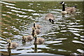 SU9951 : Line of Canada goslings by David Martin