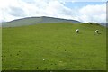 SO2339 : Common land below Hay Bluff by Philip Halling