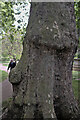 TQ3082 : London Plane, Platanus x hispanica by Bob Harvey