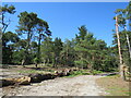 SZ0187 : Path on Brownsea Island by Malc McDonald