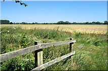  : Along the Bridleway by Des Blenkinsopp