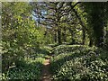 SX8475 : Path by the Teign  different trees by Robin Stott