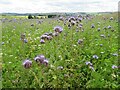 NT5350 : Phacelia in Lauderdale by M J Richardson