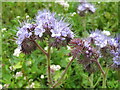 NT5350 : Phacelia in Lauderdale - detail by M J Richardson