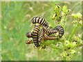 TG2219 : Cinnabar moth caterpillars by David Pashley