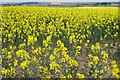 SP4833 : Rapeseed field by Pierre Marshall