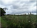 NZ1259 : Roadside verge at Horsegate by Robert Graham