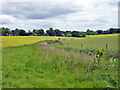 TL3300 : Drain near Theobalds Manor by Robin Webster