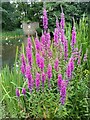 NS5574 : Purple loosestrife by Richard Sutcliffe