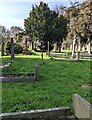 SO3109 : Churchyard trees, Llanover, Monmouthshire by Jaggery