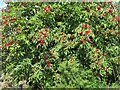 NT7860 : Red-berried Elder near Preston by M J Richardson