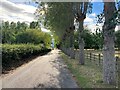 SK6771 : Grove of Aspens on Forest Lane by Jonathan Clitheroe