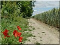 SU1168 : Poppies on a field boundary by Stephen Craven