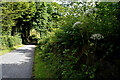 H4272 : Wild angelica along Botera Road, Deer Park (Clarke) by Kenneth  Allen