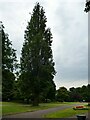 SJ4166 : Grosvenor Park, Chester: Normandy poplar by Stephen Craven