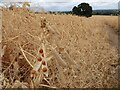 SO7740 : Field of dry peas by Philip Halling