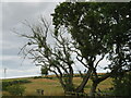 NT8266 : Ash Dieback on Howpark Road by M J Richardson