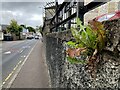 H4472 : Weed in the wall, Omagh by Kenneth  Allen