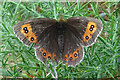 NJ4457 : Scotch Argus (Erebia aethiops) by Anne Burgess