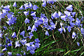 NJ4460 : Bluebells (Campanula rotundifolia) by Anne Burgess