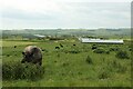 TA0784 : Grazing cattle at Mount Pheasant Farm by Graham Robson