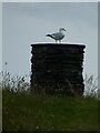 NM7317 : Easdale - Toposcope and gull by Rob Farrow