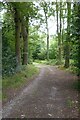 SJ8505 : Track in woodland by Philip Halling