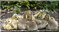 TQ3094 : Canada Goslings, Grovelands Park, London by Christine Matthews