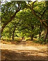 TM3853 : Public Footpath, Tunstall Forest, Chillesford by Roger Jones