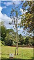 ST3087 : Newly planted Rowan tree, Belle Vue Park by Robin Drayton