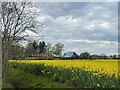 TM3259 : Oil seed rape in flower near Chantry Cottage by Simon Mortimer