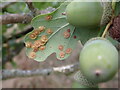 TQ8933 : Spangle galls on oak by Phil Brandon Hunter