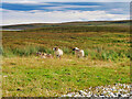 NG4951 : Sheep Grazing at the Side of the Road near Bride's Veil by David Dixon