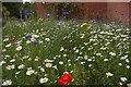 TM4557 : Wildflower meadow behind the archive building, Red House, Aldeburgh by Christopher Hilton