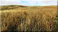 SD7695 : Moorland view towards Swarth Fell by Luke Shaw