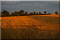 TM4166 : Wheat field south of Fordley Road, sunset light by Christopher Hilton