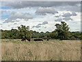 TL4356 : Red polls grazing on Grantchester Meadows by John Sutton