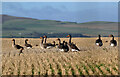 NT5667 : Greylag geese (Anser anser) by Walter Baxter