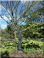 SO0505 : Sustrans milepost, edge of Merthyr Tydfil by David Smith