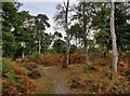 SO8074 : Trees at the Devil's Spittleful Nature Reserve by Mat Fascione