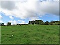 NZ1353 : Grazing field at Bradley by Robert Graham