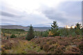 NC5300 : Track in Middle Hill Wood, Sutherland by Andrew Tryon