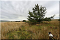 NY9020 : Isolated tree on south shore of Selset reservoir by Andy Waddington