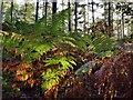 SO7880 : Bracken in Eymore Wood by Mat Fascione