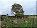 NZ0849 : Rowan tree beside the path by Robert Graham